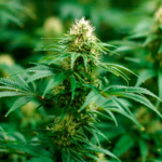 Aos 90 anos, Laura encontra alívio para dores crônicas com a Cannabis