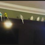 Pássaros ligeiramente desequilibrados da página online “Pássaros com auras ameaçadoras”