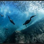 15 imagens vencedoras de Fotografia do Dia Mundial dos Oceanos 2024