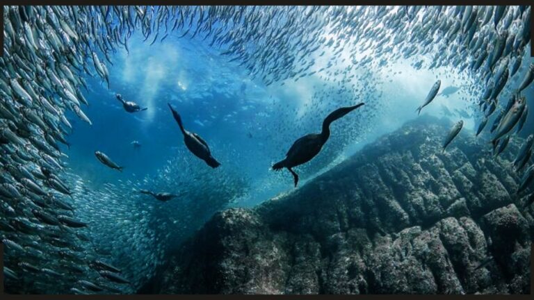 15 imagens vencedoras de Fotografia do Dia Mundial dos Oceanos 2024