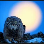 Momentos selvagens: as melhores fotos do concurso Wildlife