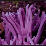 Jay revela cores e texturas impressionantes em fotos macro de fungos viscosos