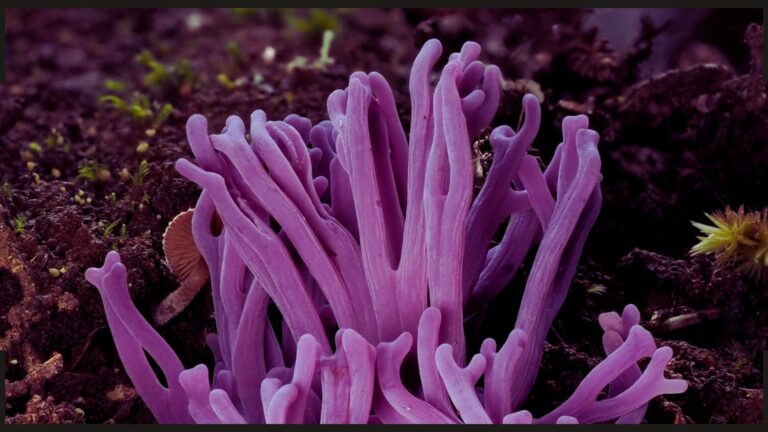 Jay revela cores e texturas impressionantes em fotos macro de fungos viscosos