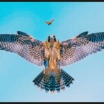 10 imagens do Bird Photographer of the Year 2024
