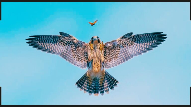 10 imagens do Bird Photographer of the Year 2024