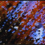 Veja de perto a biologia com os vídeos e fotos dos vencedores do Small World in Motion da Nikon