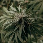 Pesquisadora apresenta programa sobre cannabis
