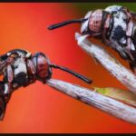 Soneca de abelhas vence prêmio britânico de fotografia de insetos