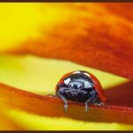 Macrofotografia: Bavel descobre o mundo oculto atrás de cada detalhe
