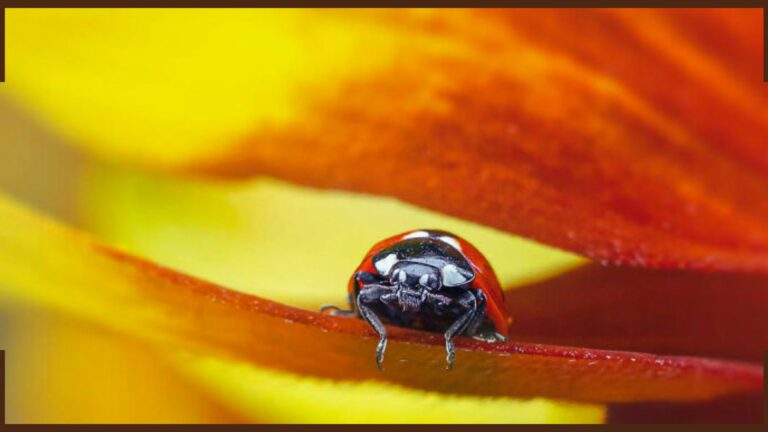 Macrofotografia: Bavel descobrie o mundo oculto atrás de cada detalhe