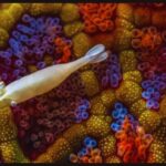 Microfotografia: imagens vencedoras do Close-Up Photographer of the Year