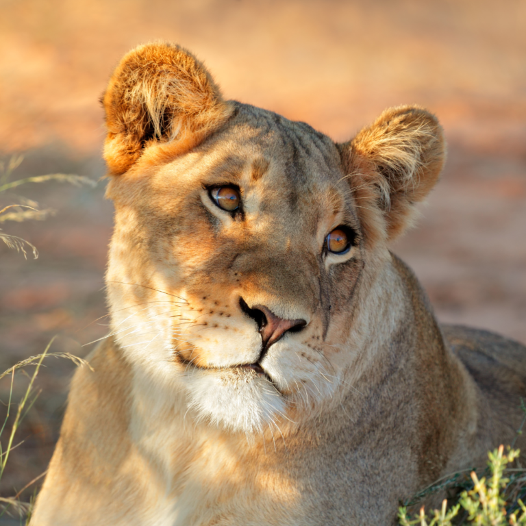 Leoas: a força feminina da Savana