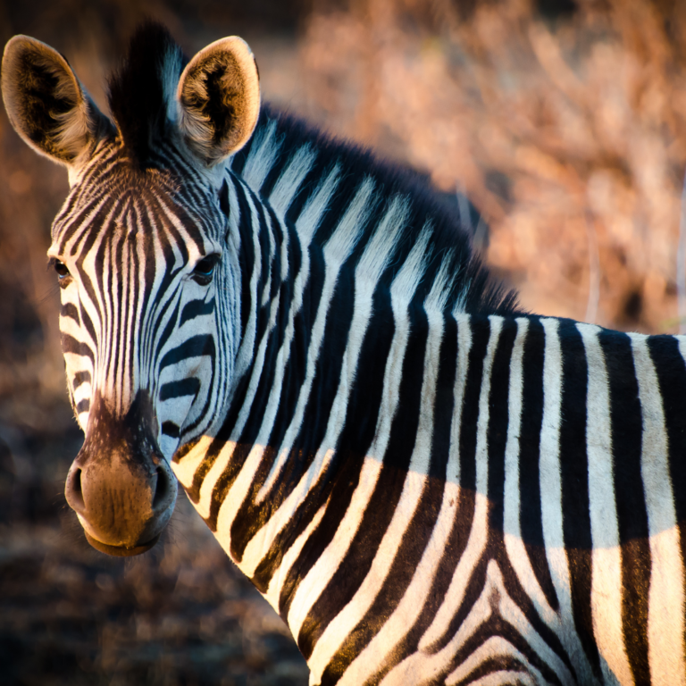 Qual é a razão pela qual as zebras têm listras?