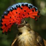 Pássaro Royal Flycatcher exibe sua crista em registro raro