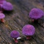 8 fotos dos microcosmos cogumelos