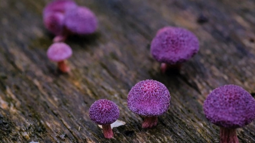 8 fotos dos microcosmos cogumelos