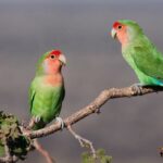 Agapornis: entre asa, amor e eternidade