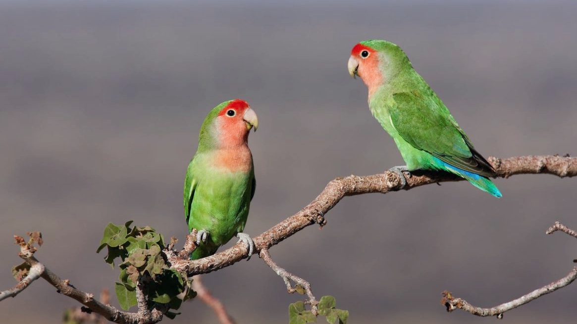 Agapornis: entre asa, amor e eternidade