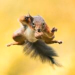 10 flagras incríveis entre a natureza e os animais