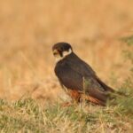 O Hobby Eurasiano: Uma Novidade na Avifauna Sul-Americana