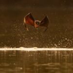 Raras raposas-voadoras se refrescam em rio indiano à luz do dia