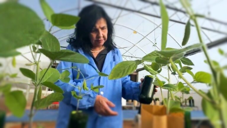 Mariangela Hungria torna-se primeira brasileira a conquistar o Nobel da Agricultura
