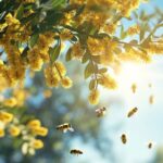 Acácia: flor do aroma doce, força natural — benefícios e 5 curiosidades