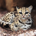 Margay: o felino raro que domina as alturas da floresta