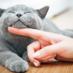 Do ronronar ao rugido: as diferenças vocais entre os felinos