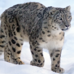 Leopardo-das-neves: o Felino Fantasma das Montanhas
