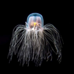 Turritopsis dohrnii: o segredo biológico da Medusa Imortal