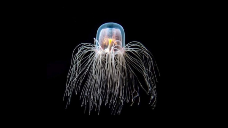 Turritopsis dohrnii: o segredo biológico da Medusa Imortal