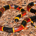 Cobra-Coral Verdadeira: biologia, identificação e a ação do veneno