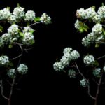 Artista Janson um método histórico de fotografia 3D