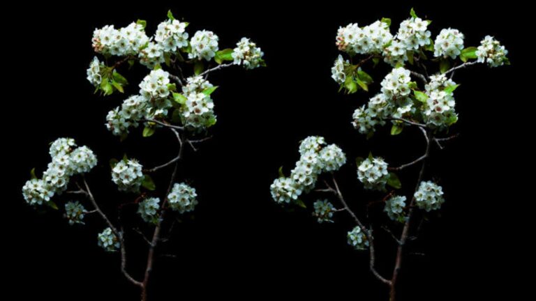 Artista Janson um método histórico de fotografia 3D