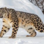 O Equilíbrio da Cauda Felina