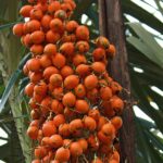 Tucumã, o fruto tradicional da Amazônia