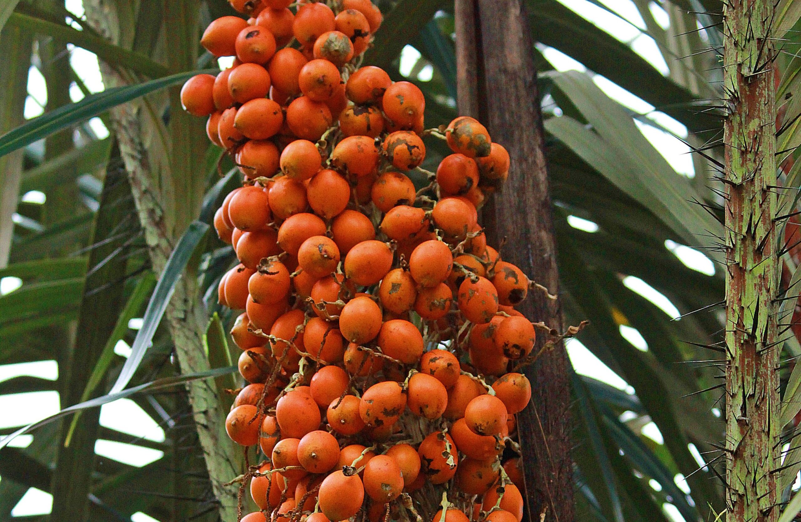 Tucumã, o fruto tradicional da Amazônia