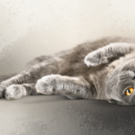 Como Funciona a Visao dos Gatos