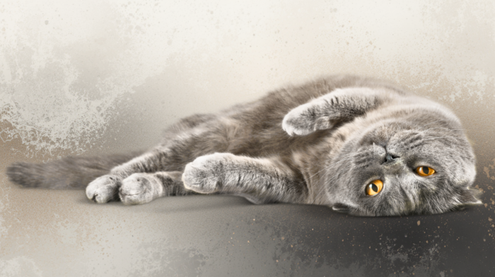 Como Funciona a Visao dos Gatos