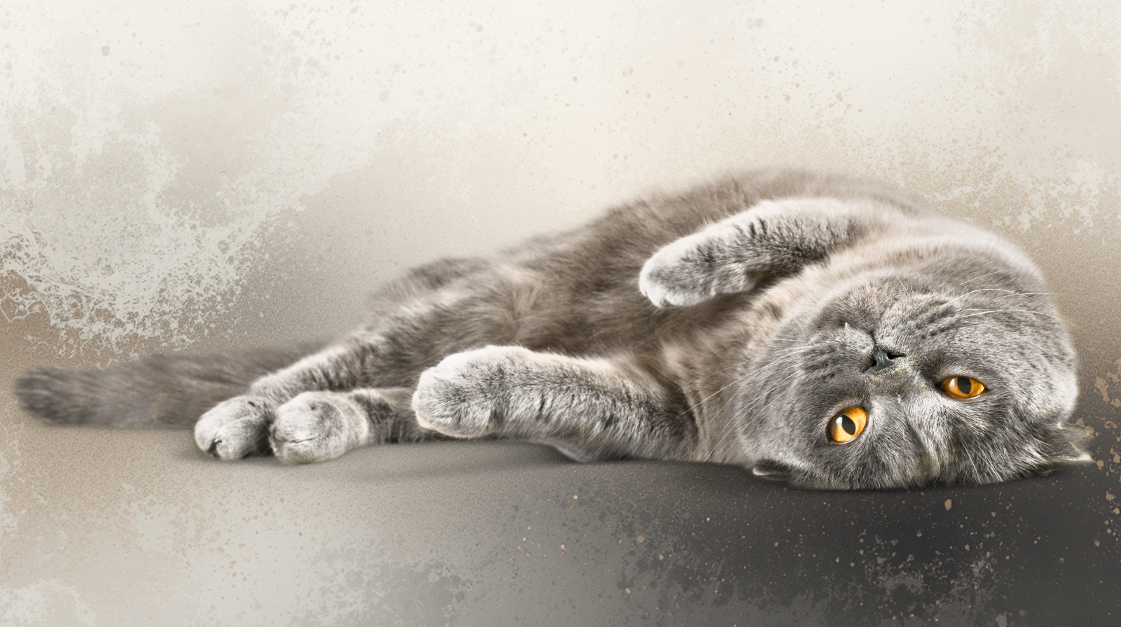 Como Funciona a Visao dos Gatos