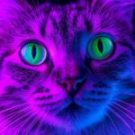 A Visao Ultravioleta dos Gatos