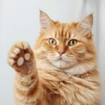 Gatos: O que dizem?