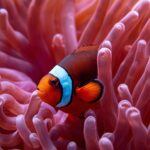 A incrível parceria entre o Peixe-Palhaço e a mortal Anêmona do mar