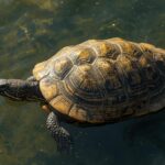 Tartarugas: Longevidade e paciência como estratégia de preservação