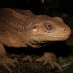 Você já tinha ouvido falar de um animal com três olhos?