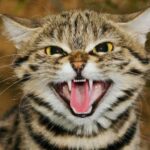 Gato-Bravo-de-Patas-Negras (O menor e mais letal do mundo)