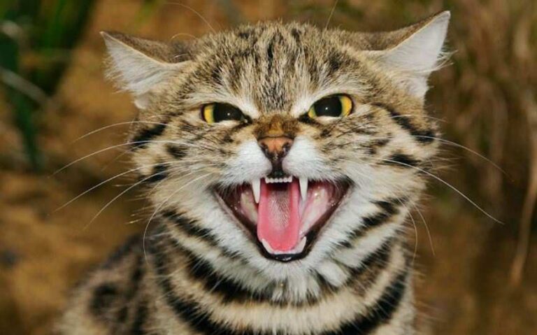 Gato-Bravo-de-Patas-Negras (O menor e mais letal do mundo)