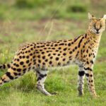Serval e sua audição impressionante