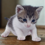 O que os gatos ensinam sobre limites